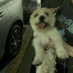 토삼이를 찾습니다.