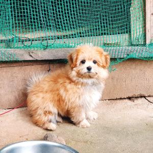 평안에서 강아지 두마리를 잃어버렸어요 ㅠㅠ