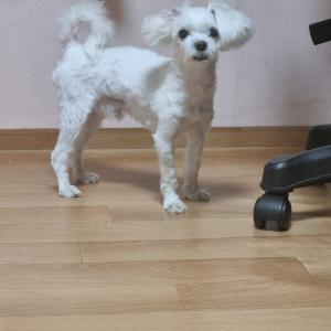 대구 흰색 말티즈 찾습니다