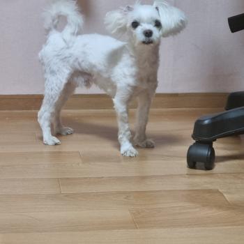 대구 흰색 말티즈 찾습니다