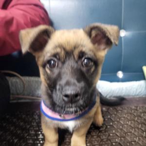 몽실이를 찾고있어요