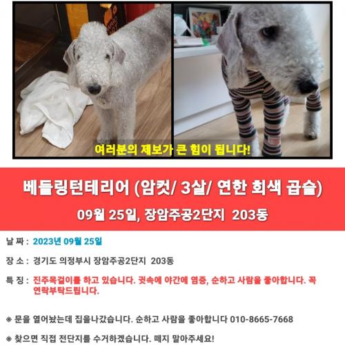 강아지좀 찾아주세요  연락꼭 부탁드립니다