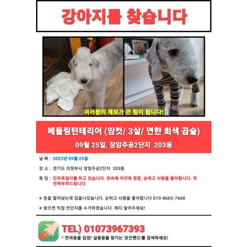 강아지좀 찾아주세요  연락꼭 부탁드립니다