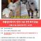 강아지좀 찾아주세요  연락꼭 부탁드립니다