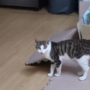 반려묘찾습니다