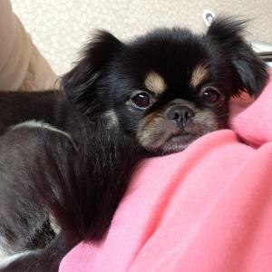 희망이를 찾아주세요