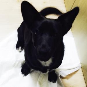 남양주시 호평동 유기견보호