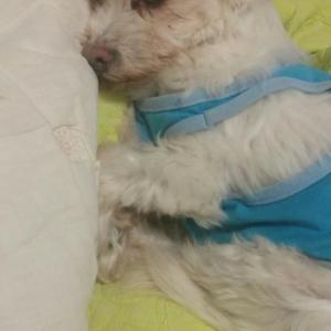 나이많은 말티즈 찾아요