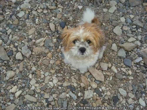 대전 흑석동 노루벌에서 시츄(남) 잃어버리신 견주님 찾습니다.