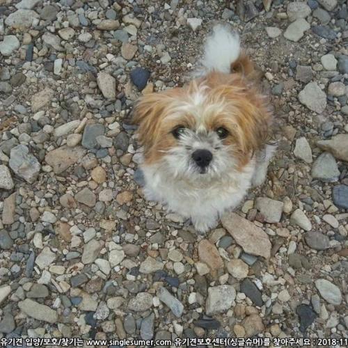 대전 흑석동 노루벌에서 시츄(남) 잃어버리신 견주님 찾습니다.