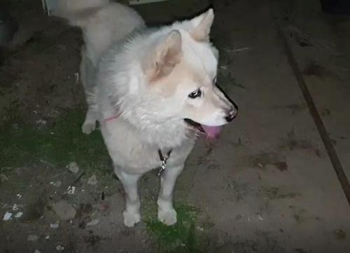 진도 믹스견 남아/달성군 현풍 유가사 에서 발견.주인 찾아요