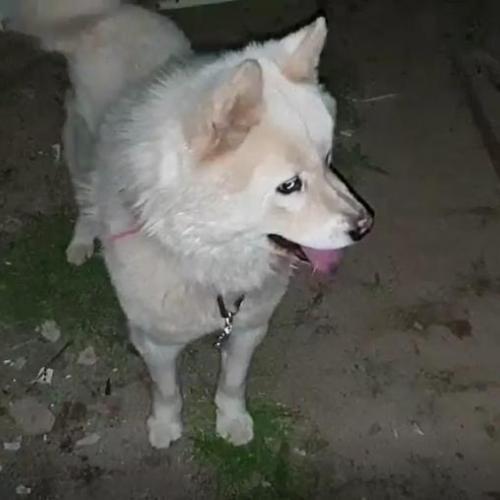 진도 믹스견 남아/달성군 현풍 유가사 에서 발견.주인 찾아요