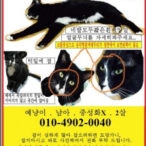 고양이 예냥이를 찾습니다
