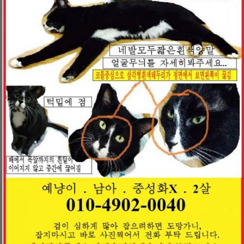 고양이 예냥이를 찾습니다