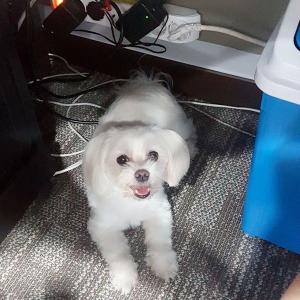 강아지찾아요..