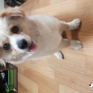 잃어버린 해피를 찾습니다