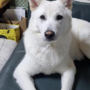 사천읍에서 진도믹스 보신분 꼭 연락주세요