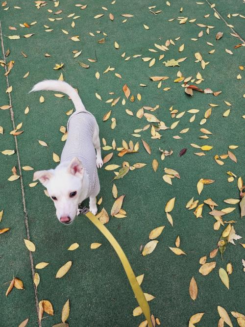 임보중인 진도믹스[3살] 임보/입양처 구해요