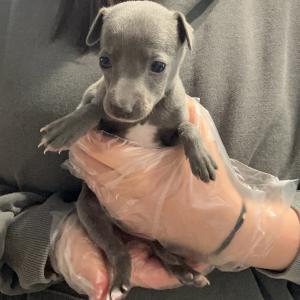 이탈리안그레이하운드 아이쥐 분양해용