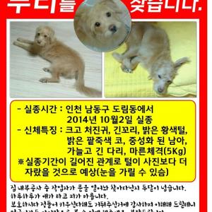 인천 믹스견 (푸들믹스) 누리찾습니다.