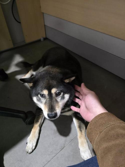 시바견 주인이 되어주실분을 찾습니다.