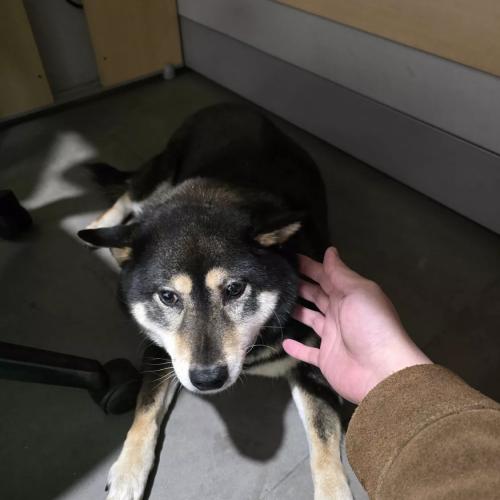 시바견 주인이 되어주실분을 찾습니다.