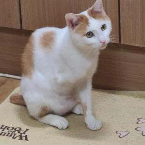 다리가 없는 치즈 고양이 찾아요 연락 부탁드려요..ㅠㅠ