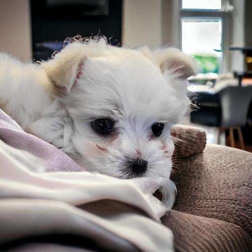 2개월 미니말티즈 분양드립니다