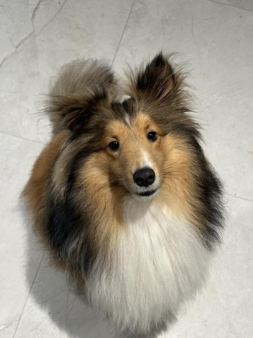 23.03 셔틀랜드 쉽독 남아 사랑으로 키워주실분 ..