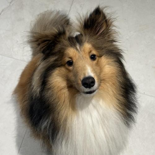 23.03 셔틀랜드 쉽독 남아 사랑으로 키워주실분 ..