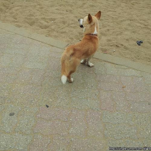 초롱이를 찾습니다