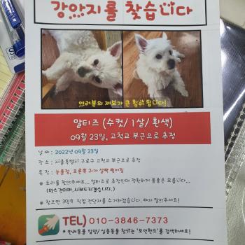 말티즈 믹스 수컷 1살5개월 강아지를 찾고있습니다.보호하고계시거나 제보주시는분 사례금200만원 제발 도와주세요.