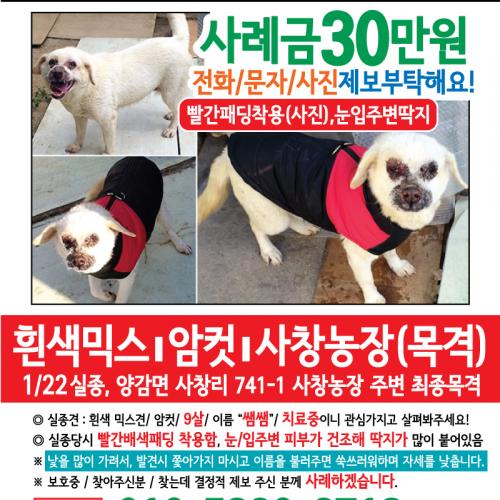 빨간패딩입은 흰색믹스견 찿아요!