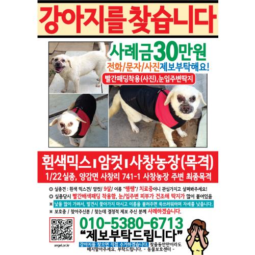 빨간패딩입은 흰색믹스견 찿아요!