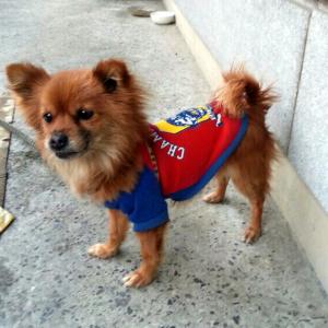 포메라니안믹스견 여아 또또를 찾습니다!