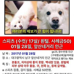 애완견을 찾습니다.