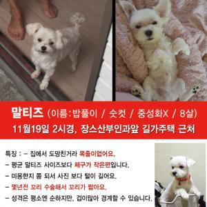 우리밥풀이(말티즈)를찾습니다