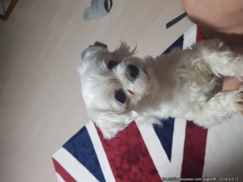 신분당선 상현역에서 발견한 말티즈 수컷 보호중