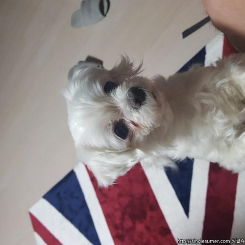 신분당선 상현역에서 발견한 말티즈 수컷 보호중