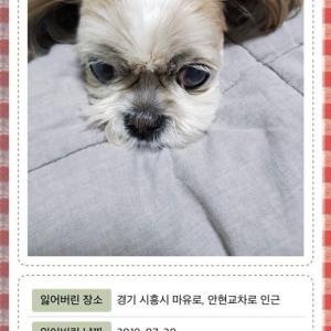 경기 시흥,부천,안산 시츄 찾습니다