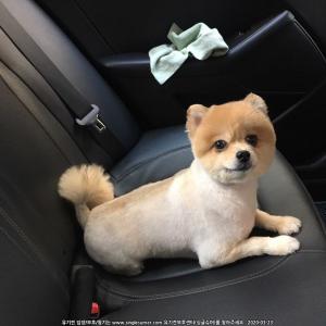 [수원]장안구 경수대로 포메라안 찾아요