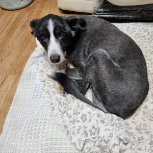 양평군 서종면 미용한 보더콜리 찾습니다