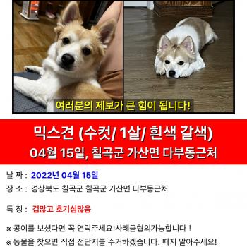 믹스견 콩콩을 찾습니다.사례금 있습니다!
