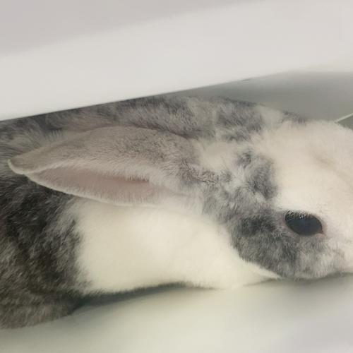 10개월 토끼 입양보냅니다