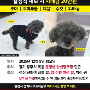 경기 광주) 블랙토이푸들을 찾습니다