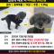 경기 광주) 블랙토이푸들을 찾습니다