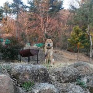 연동이를 찾습니다