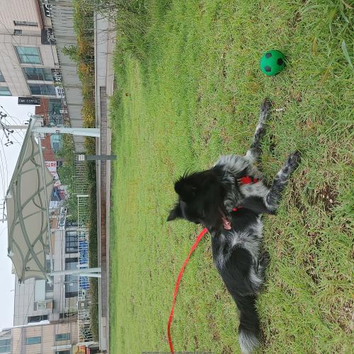 믹스견 분양합니다