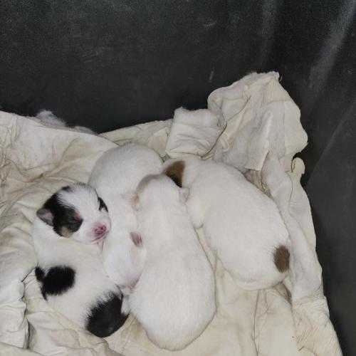 새끼강아지 분양처 구합니다! 전북