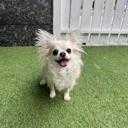 5살 치와와 입양자분 찾습니다